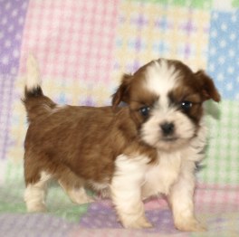 parti shorkie as a puppy